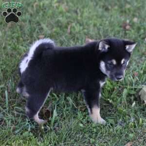 Dash, Shiba Inu Puppy